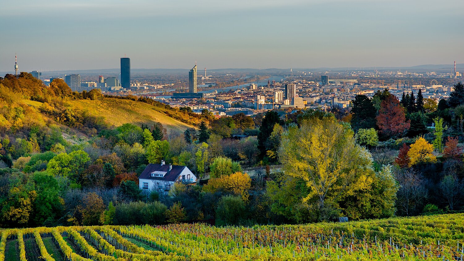 Foto Skyline von Wien und Weinberge